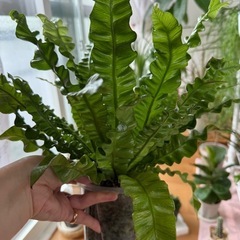 観葉植物　アスプレニウムウェーブ