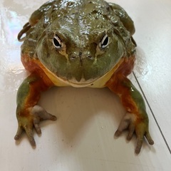 アフリカウシガエルCBの画像