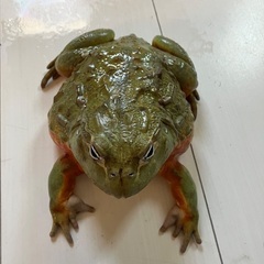 アフリカウシガエルCBの画像