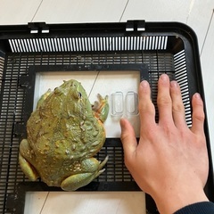 アフリカウシガエルCBの画像