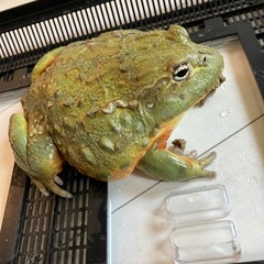 アフリカウシガエルCBの画像