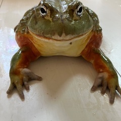 アフリカウシガエルCB