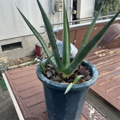アガベ　アオノリュウゼツラン　大株　サボテン
