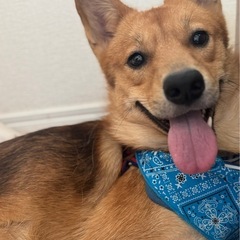 人も犬も猫も大好きな優しい男の子