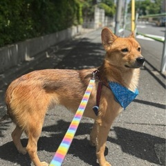人も犬も猫も大好きな優しい男の子 - 品川区