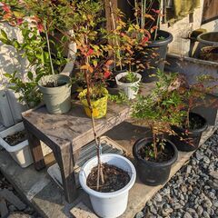 25.6.3 更新/写真 : 南天・ナンテン 