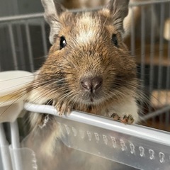 デグーの里親募集