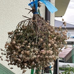 シレネの種