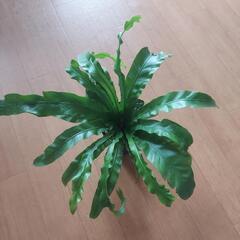 お話中🌿‬アスプレニウム🌿‬