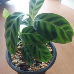 🌿‬カラテア  セブリナ🌿‬の画像