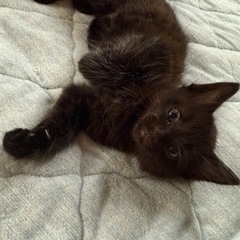 里親さん決まりました。4/18生まれ黒猫ちゃん - 猫