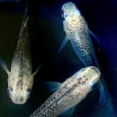 白姫　稚魚〜若魚　メダカの画像