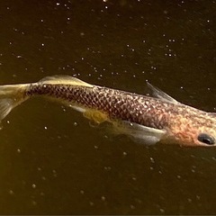 白姫　稚魚〜若魚　メダカの画像
