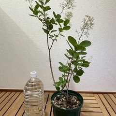 ①🌳スモークツリー（ピンクパール）の画像
