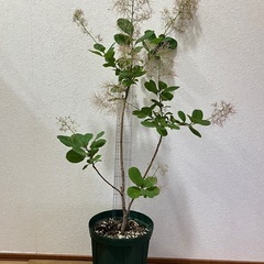 ①🌳スモークツリー（ピンクパール）の画像