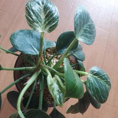 🌿‬フィロデンドロン バーキン🌿‬の画像