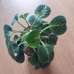🌿‬フィロデンドロン バーキン🌿‬