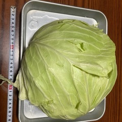 ハーフ　採れたてキャベツ