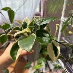 観葉植物　ホヤ
