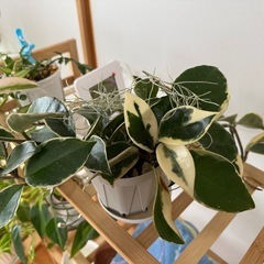 観葉植物　ホヤ
の画像