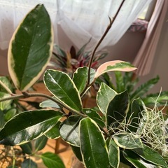 観葉植物　ホヤ
の画像