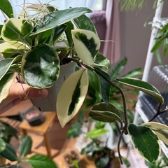観葉植物　ホヤ
の画像