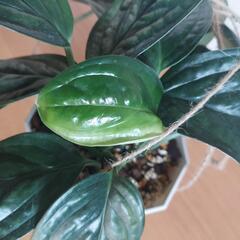 🌿‬モンステラ ジェイド シャトル コック🌿‬の画像