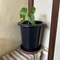 モンステラ鉢