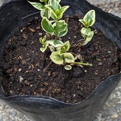ツルニチソウ　斑入り　宿根草
