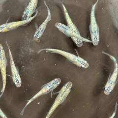 メダカサファイア今年生まれ若魚