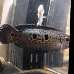 ジャンビ産、WILDフラワートーマン　熱帯魚の画像