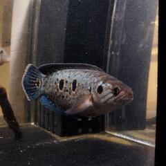 ジャンビ産、WILDフラワートーマン　熱帯魚の画像