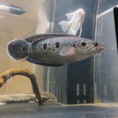 ジャンビ産、WILDフラワートーマン　熱帯魚の画像