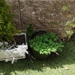 植物　セットの画像
