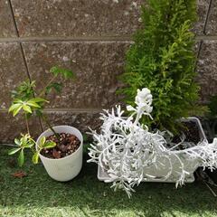 植物　セットの画像