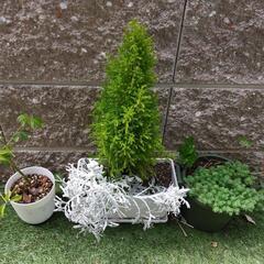 植物　セット
