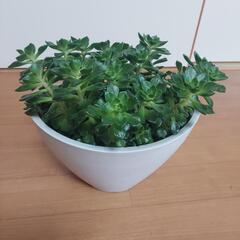 🌿‬多肉植物 もりもり🌿‬の画像