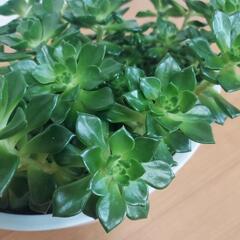 🌿‬多肉植物 もりもり🌿‬の画像