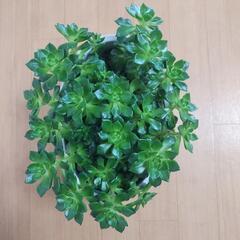 🌿‬多肉植物 もりもり🌿‬