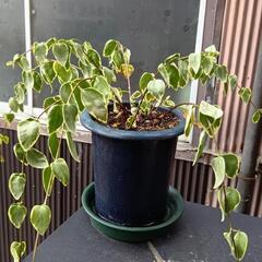 ツルが伸びる観葉植物