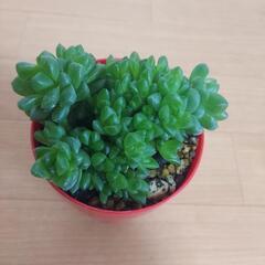 🌿‬ハオルチア ウンブラティゴラ🌿‬