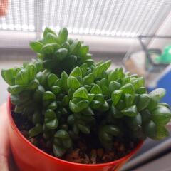 🌿‬ハオルチア ウンブラティゴラ🌿‬の画像