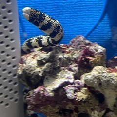 クモウツボ【海水魚】 