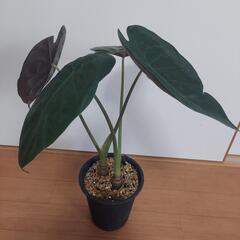 🌿‬アロカシア ウェンティ🌿‬