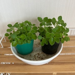 アロマティカス2個セット