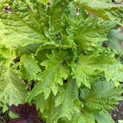 採れたて野菜