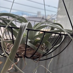 キセログラフィカ　特大　エアプランツの画像
