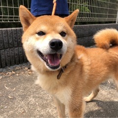 元気な柴犬くん✨4〜5歳✨