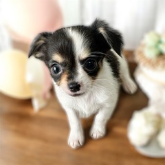 チワワの男の子🐶