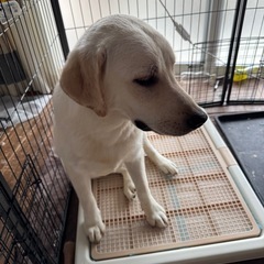ラブラドール　イエロー - 横浜市